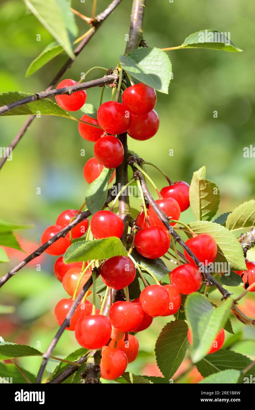 Le Mesnil sous Jumieges : cueillette des cerises dans la vallée de la Seine (nord de la France). Cerisier, cerises prunus avium Banque D'Images
