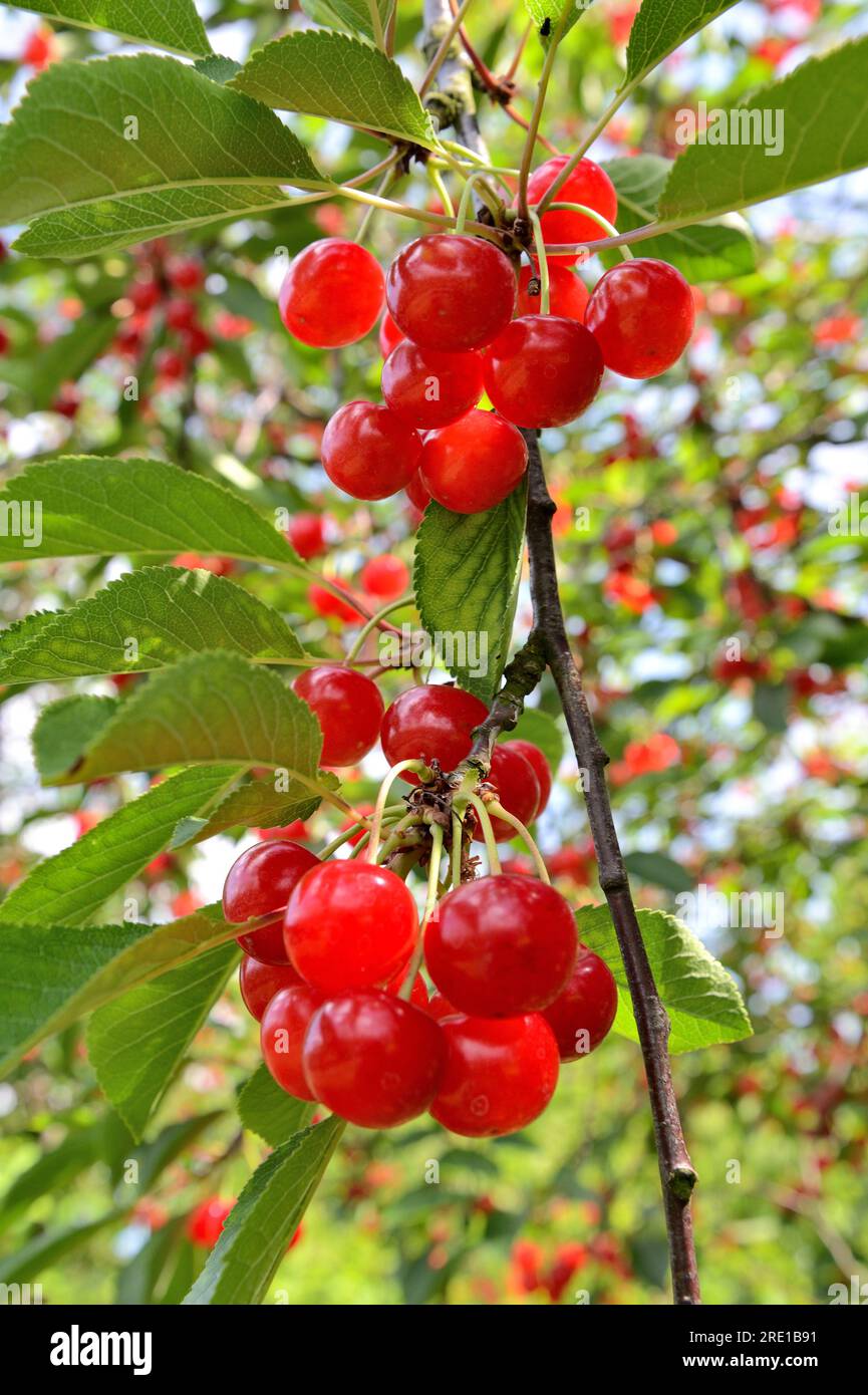 Le Mesnil sous Jumieges : cueillette des cerises dans la vallée de la Seine (nord de la France). Cerisier, cerises prunus avium Banque D'Images
