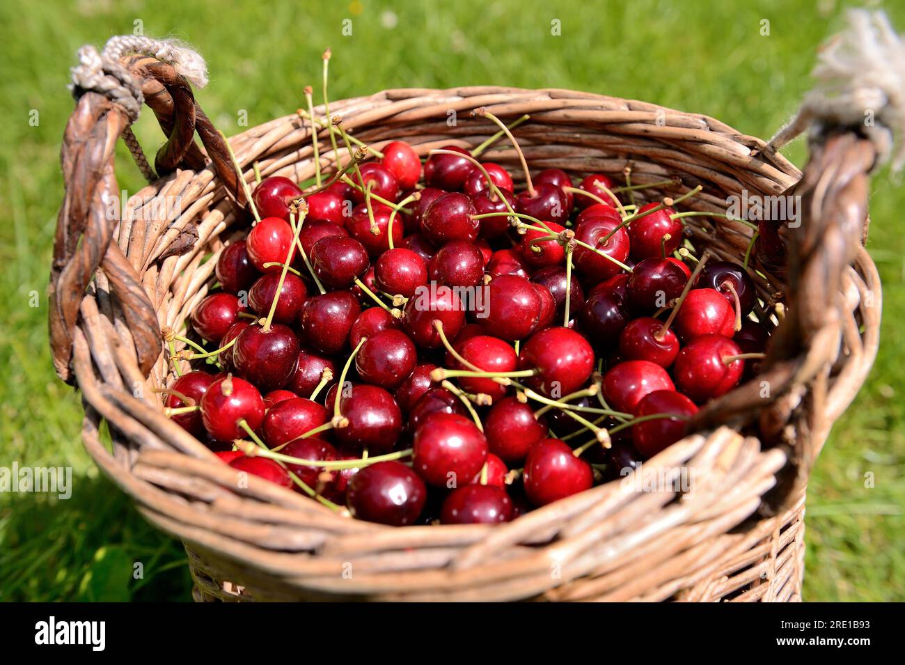 Le Mesnil sous Jumieges : cueillette des cerises dans la vallée de la Seine (nord de la France). Panier en osier rempli de cerises, prunus avium Banque D'Images