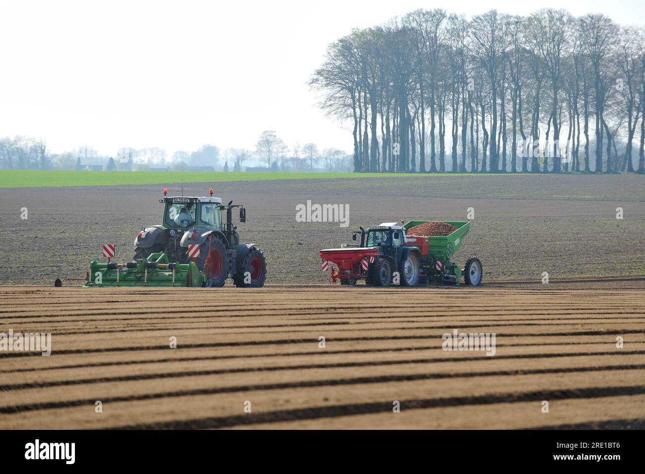 Plantation de pommes de terre, semis mécanisé avec un tracteur. Banque D'Images