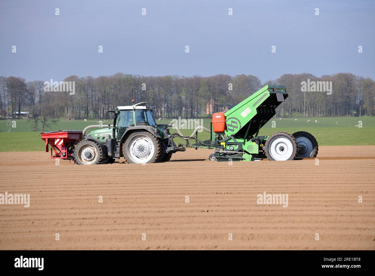 Plantation de pommes de terre, semis mécanisé avec un tracteur. Banque D'Images