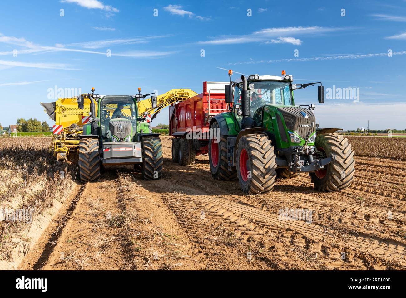 Récolte de pommes de terre : déterrer les pommes de terre au milieu du champ. Tracteur Fendt 720. Chargement de la récolte sur une remorque et un tracteur Banque D'Images