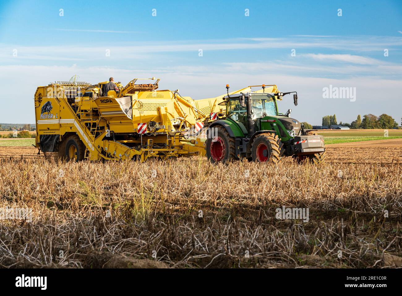 Récolte de pommes de terre : déterrer les pommes de terre au milieu du champ. Tracteur Fendt 720 Banque D'Images