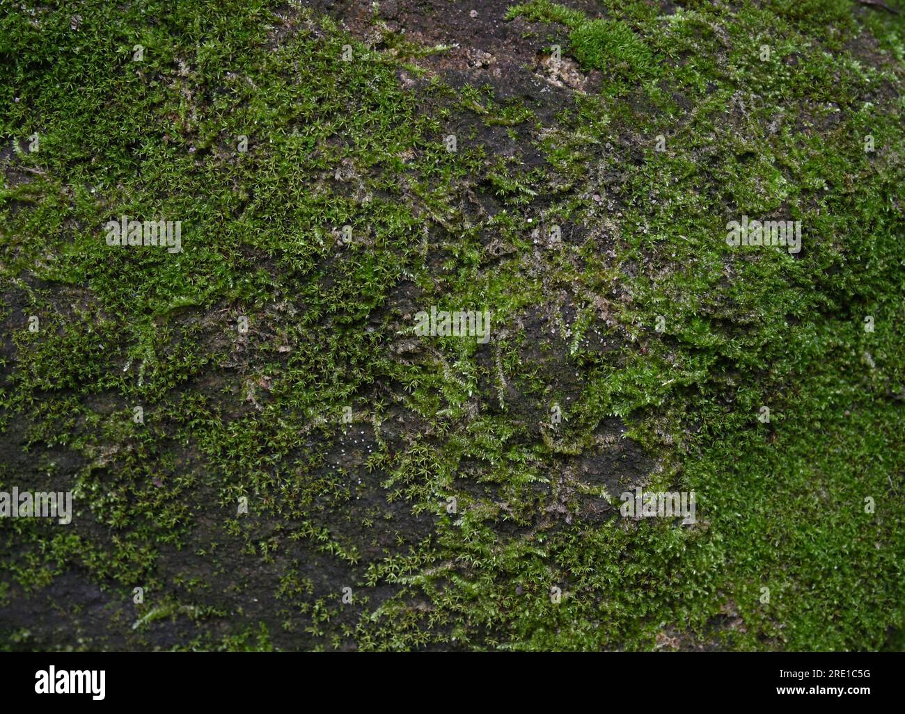 Vue rapprochée des mousses vertes poussant sur une surface d'un rocher dans un endroit sombre et humide Banque D'Images