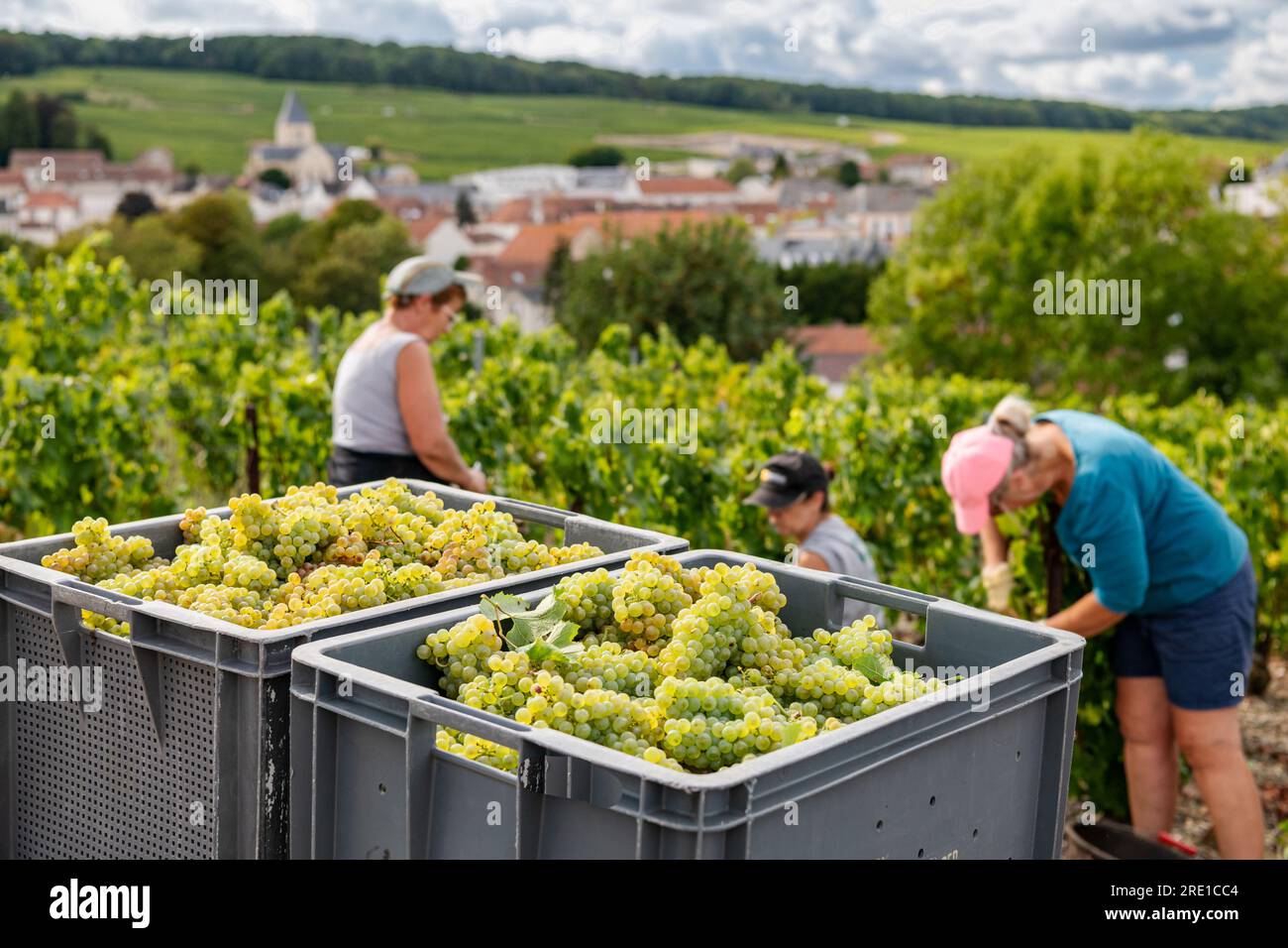 Vendanges dans la région Champagne. Travailleurs saisonniers dans un vignoble champenois au Mesnil sur Oger, dans le département de la Marne (nord-est de la France) Banque D'Images