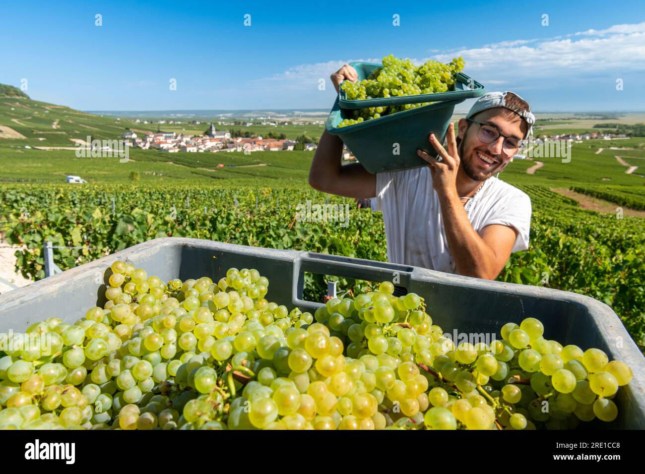 Vendanges en Champagne : travailleur saisonnier mettant les raisins en caisse et paysage avec vignes à Mesnil sur Oger (nord-est de la France) Banque D'Images