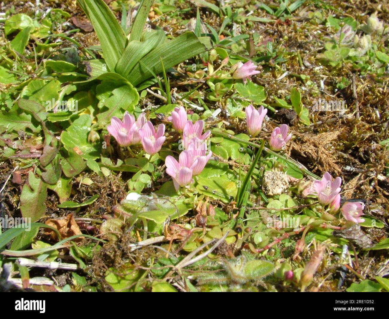 Tourbière Pimpernel 'Anagallis tenella' entonnoir en forme de fleurs rose pâle, gros plan, trouvé dans les tourbières et les endroits humides herbacés, sol acide, fleurs ouvertes au soleil, Banque D'Images Tourbière Pimpernel 'Anagallis tenella' entonnoir en forme de fleurs rose pâle, gros plan, trouvé dans les tourbières et les endroits humides herbacés, sol acide, fleurs ouvertes au soleil, Banque D'Images
