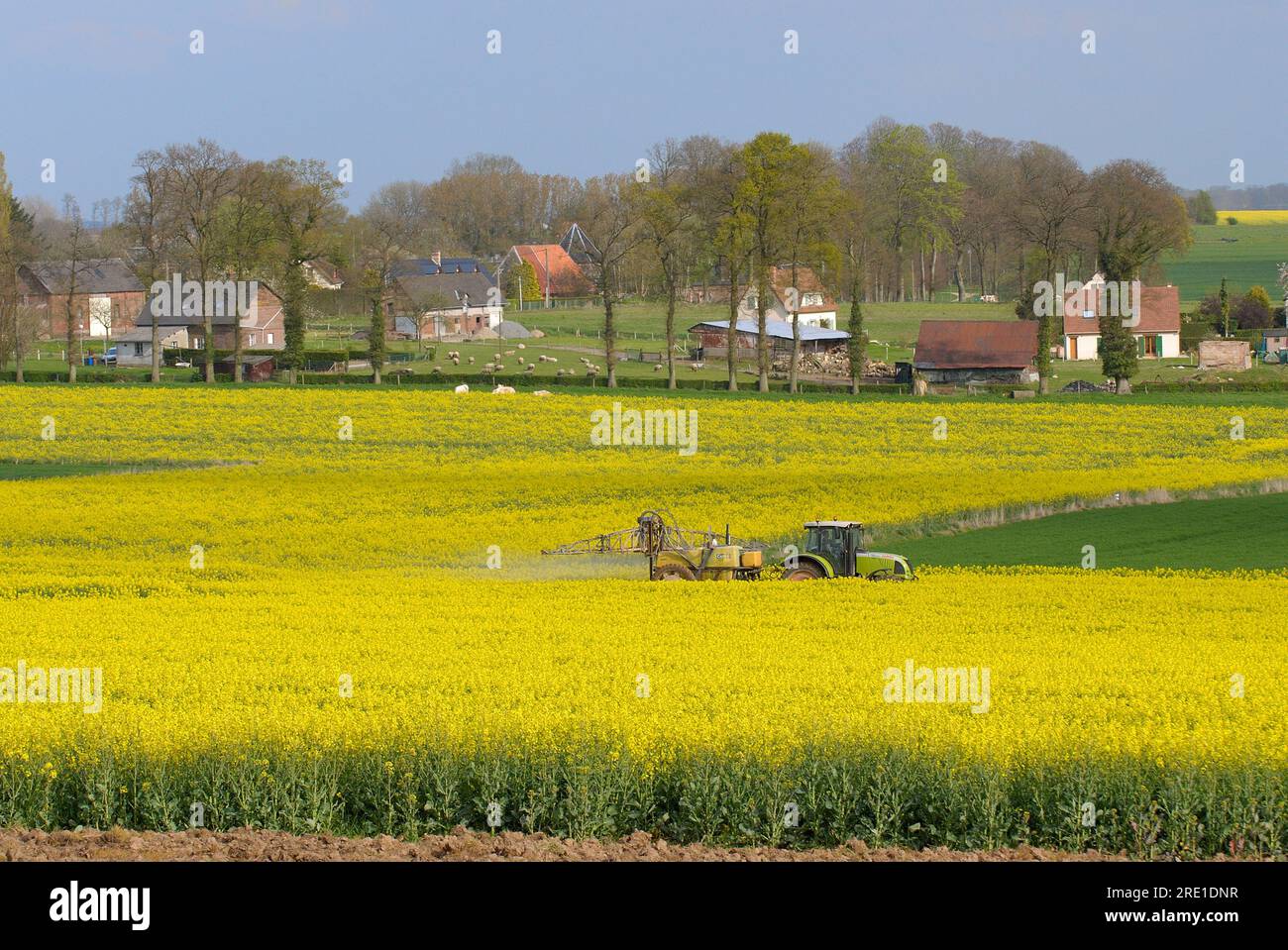 Traitement insecticide sur colza contre les charançons : pulvérisation de produits phytosanitaires, insecticides, dans un champ de colza avec maisons dans le backgro Banque D'Images