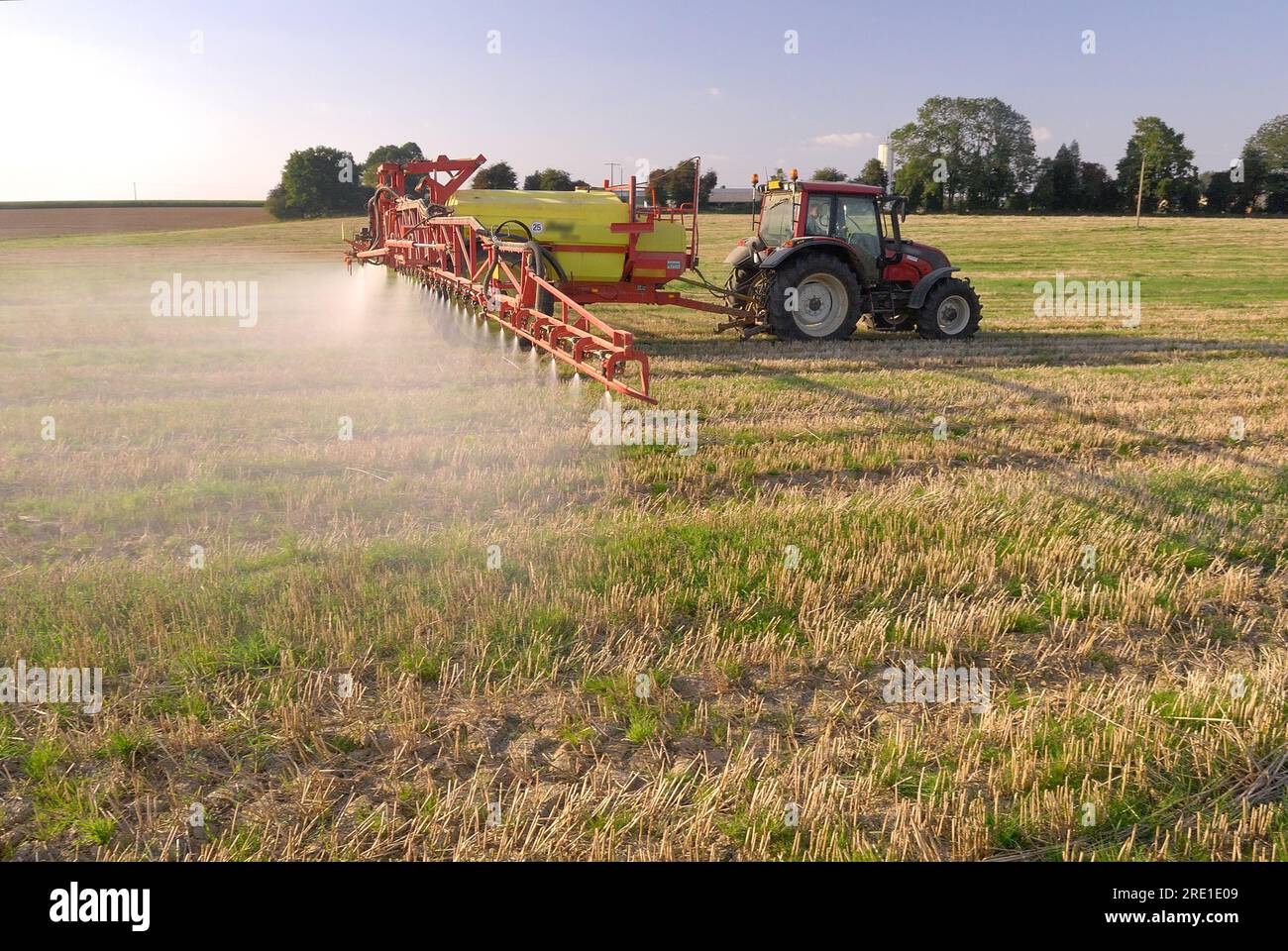 Traitement phytosanitaire sur une parcelle agricole, désherbant : pulvérisation de Roundup, un herbicide à base de glyphosate, sur des chaumes de blé pour contrôler le blé r Banque D'Images