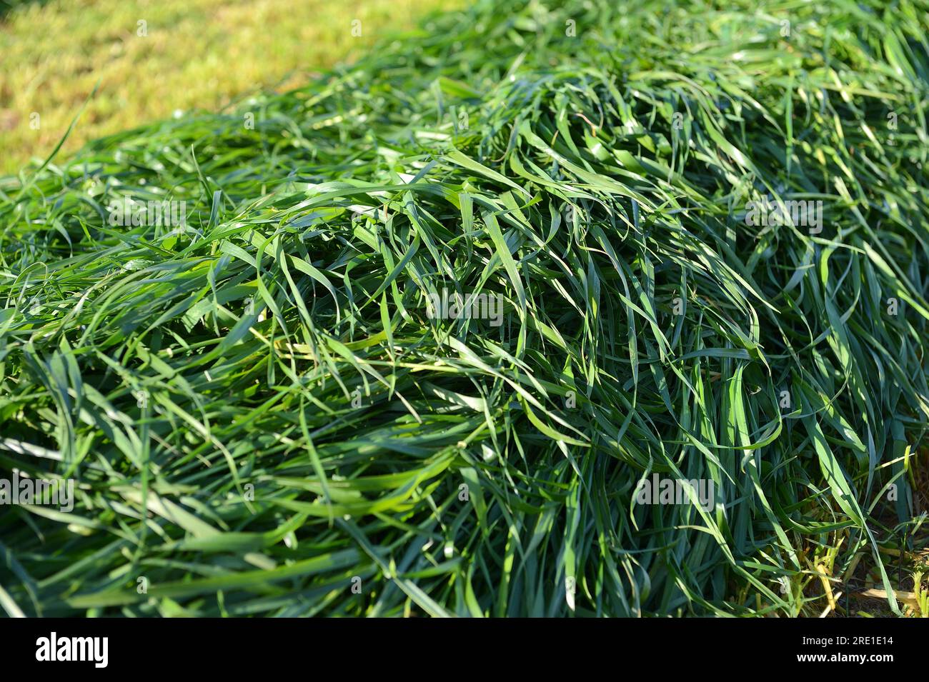 Herbe de seigle italienne moissonnant, récolte mécanisée avec herse et tracteur, herbe fourragère pour l'alimentation du bétail, fourrage Banque D'Images