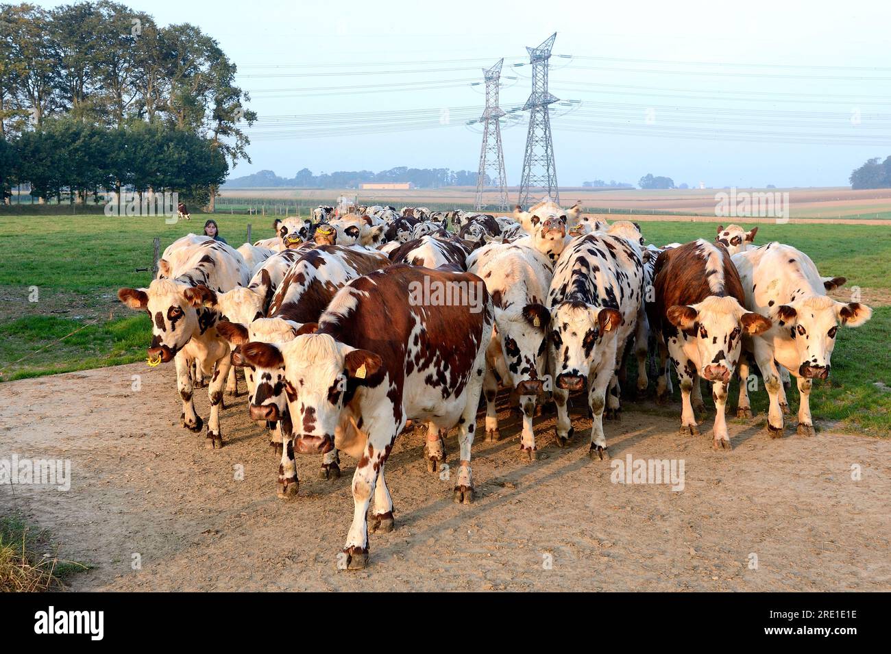 Vaches Normande (race) entrant dans une salle de traite dans une ferme laitière. Bétail Banque D'Images