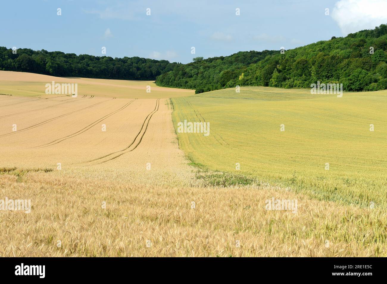 Champs de blé contigus semés avec 2 variétés différentes avec des maturités différentes donnant deux couleurs différentes, et forêt en arrière-plan Banque D'Images