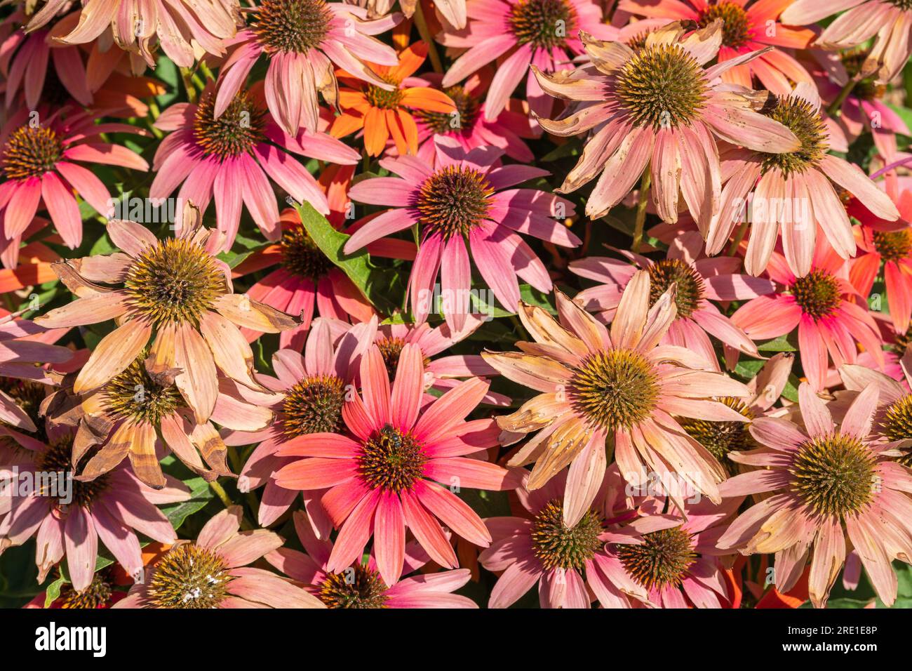 Vue de dessus en gros plan de fleurs rose orangées d'échinacea purpurea aka coneflower violet ou hérisson coneflower fleurissant à l'extérieur dans la lumière du soleil Banque D'Images