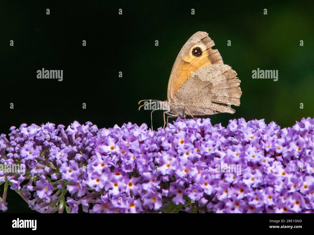 Un papillon Gatekeeper sur une fleur de bourgeon, Chipping, Preston, Lancashire, Royaume-Uni Banque D'Images