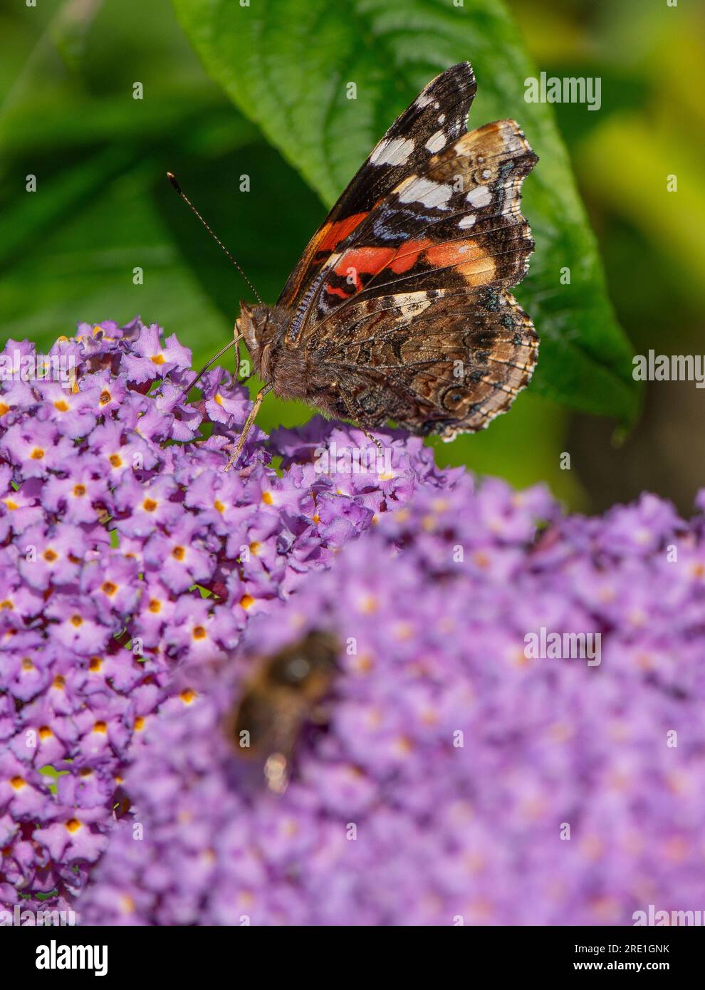 Un papillon amiral rouge sur une fleur de bourgeon, Chipping, Preston, Lancashire, Royaume-Uni Banque D'Images