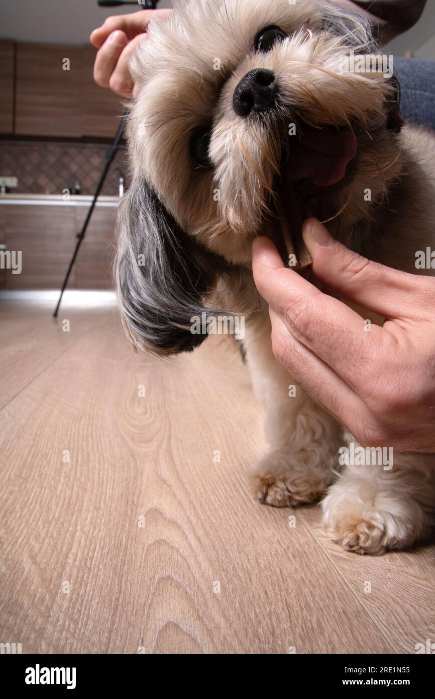 photo de chien de petite race debout sur le sol dans la maison mordant des friandises pour animaux de compagnie Banque D'Images