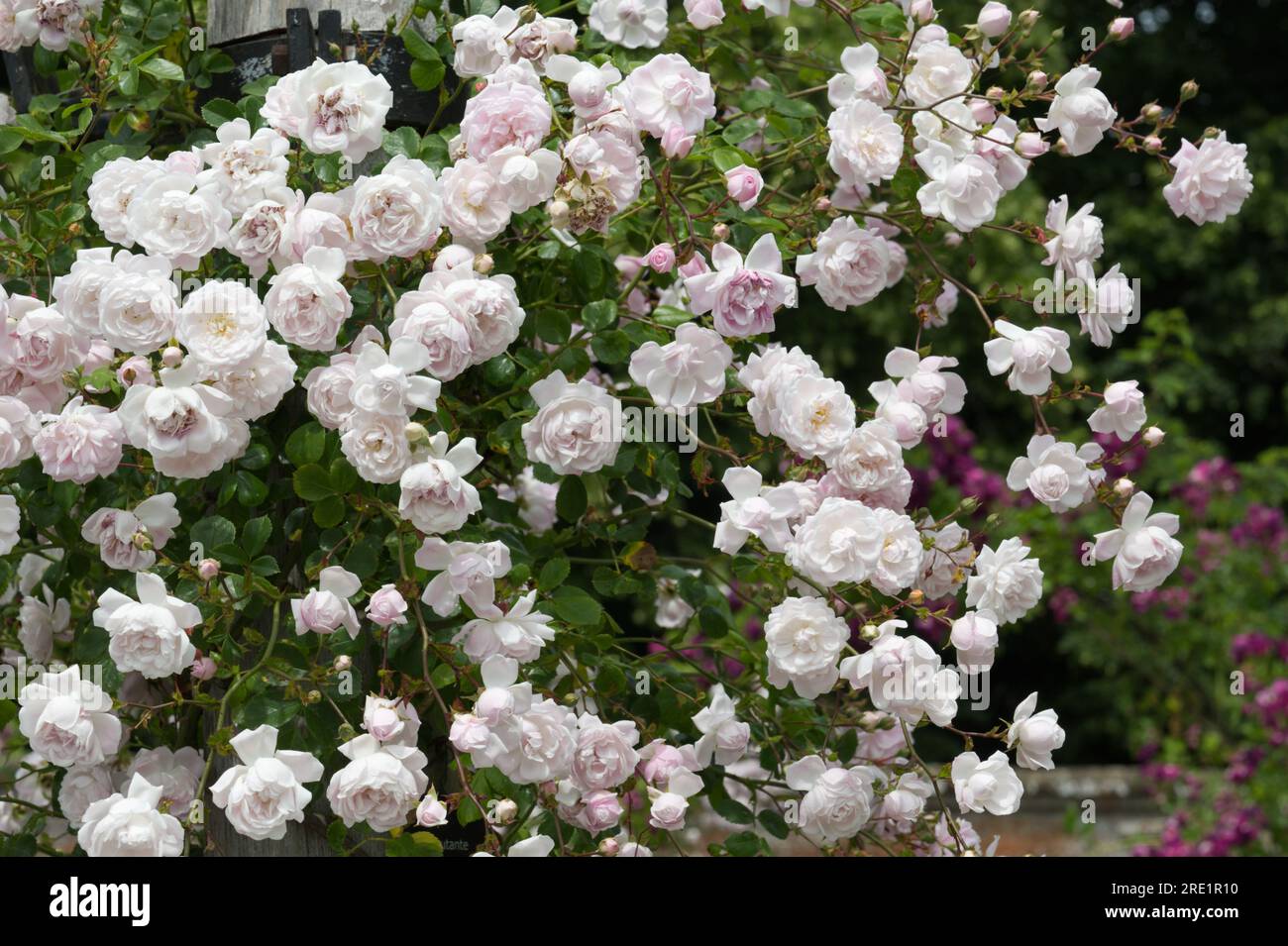 Fleurs d'été rose pâle de rose rambling, Rosa Debutante dans le jardin britannique juin Banque D'Images