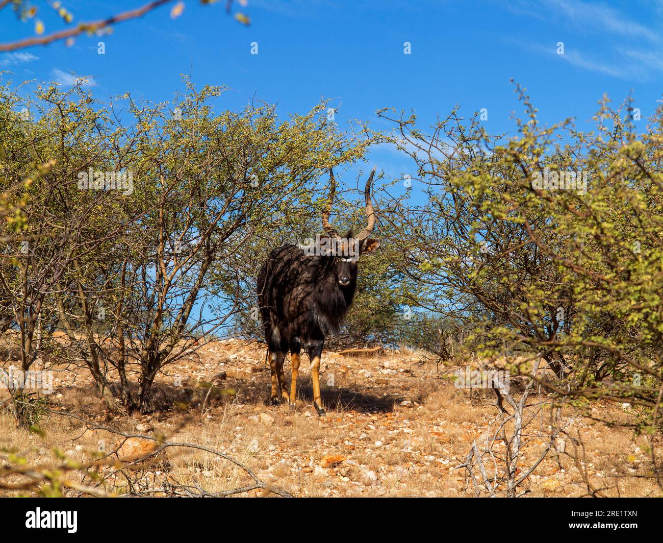 Antilope Nyala au Lake Oanob Resort, Namibie Banque D'Images