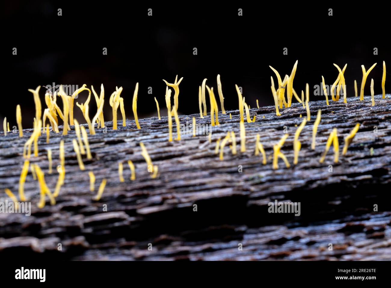 Calocera Cornea est un champignon de gelée qui pousse sur le bois en décomposition - Dupont Recreational State Forest - près de Brevard, Caroline du Nord, États-Unis Banque D'Images