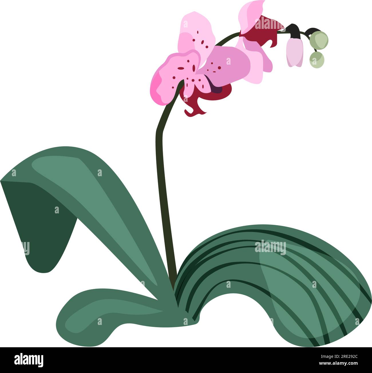 Illustration d'orchidée rose Illustration de Vecteur