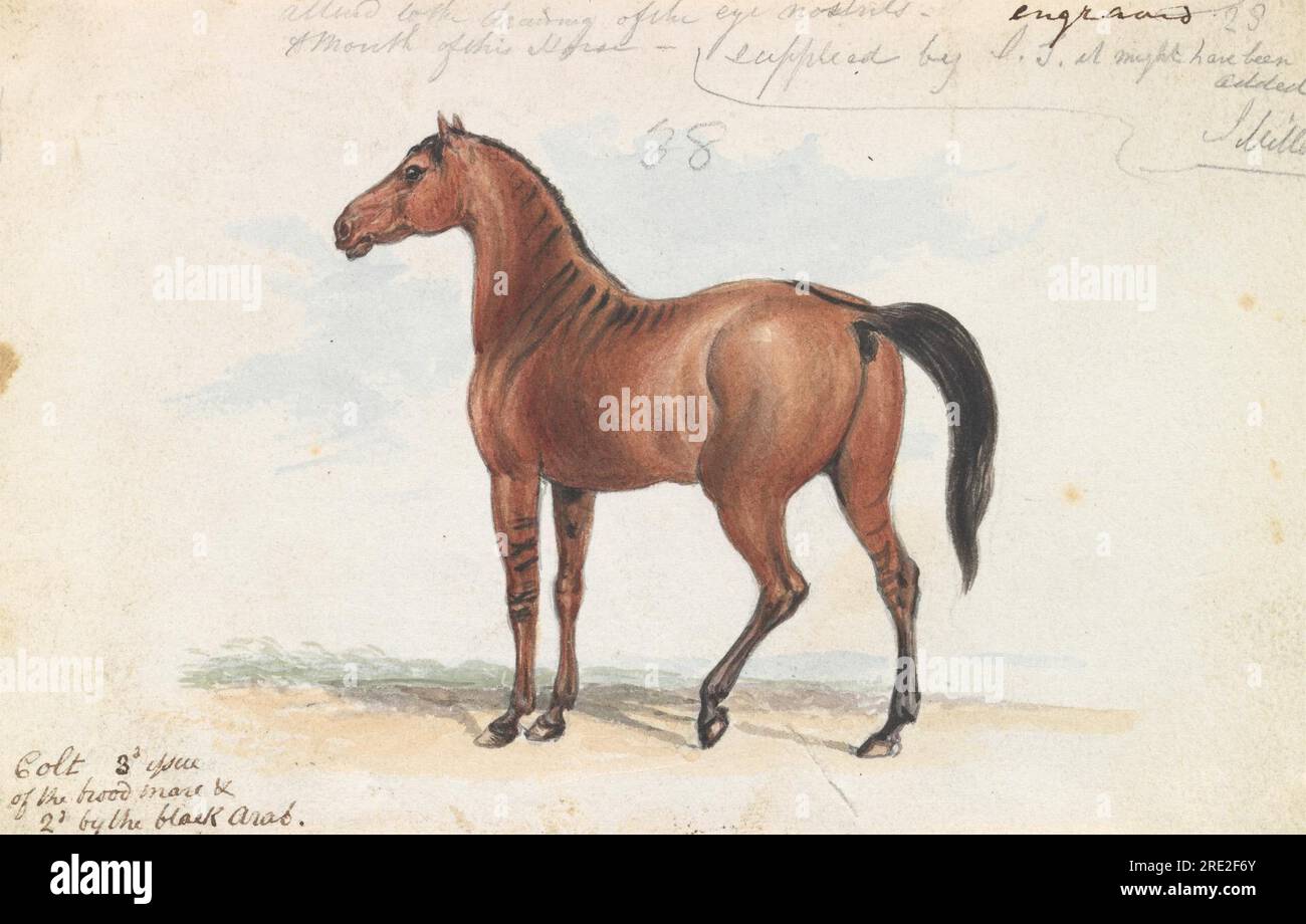 Colt troisième numéro de Brood Mare et deuxième par The Black Arab circa 1837 par Charles Hamilton Smith Banque D'Images