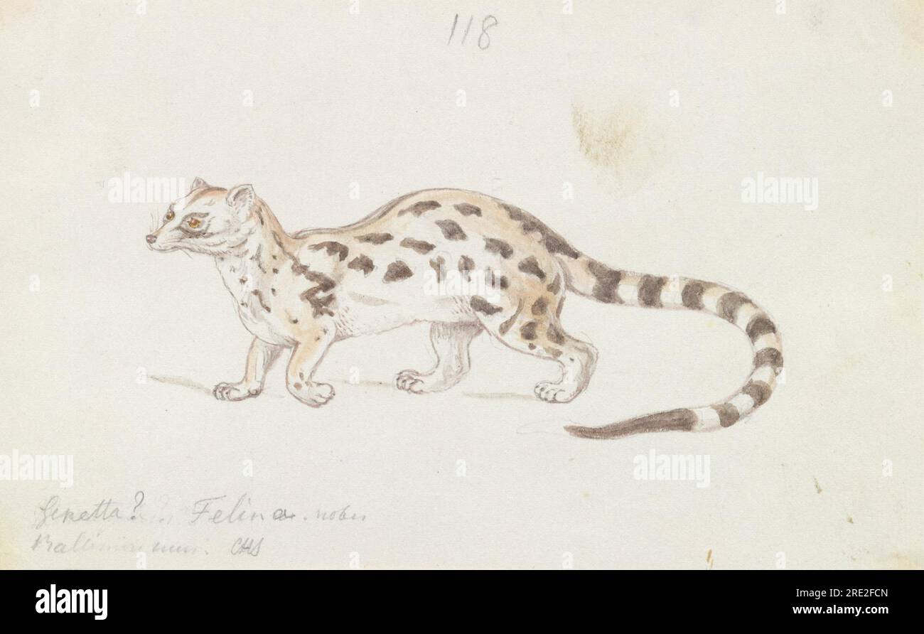 Petit civet indien circa 1837 par Charles Hamilton Smith Banque D'Images
