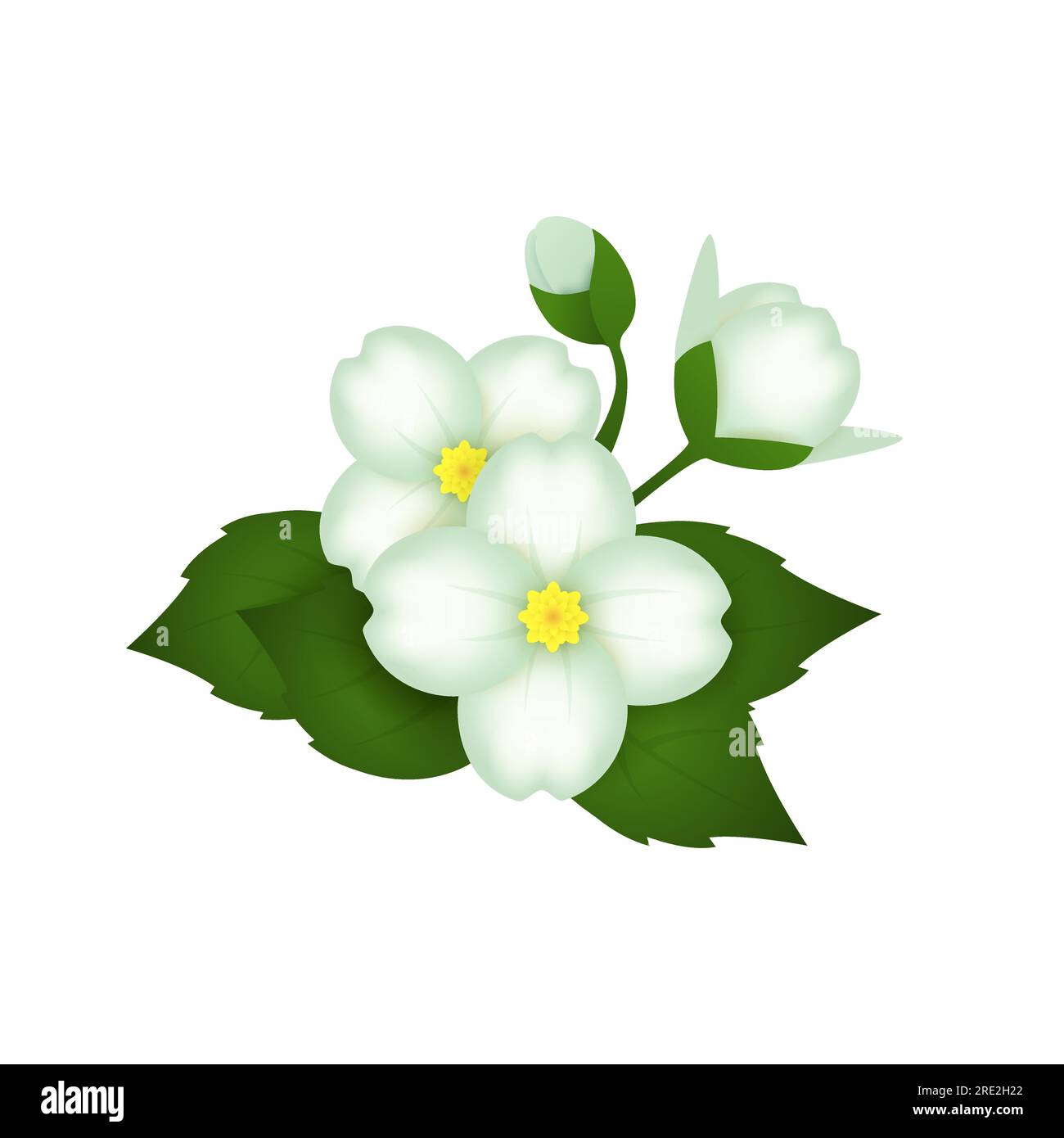 Fleur d'anémone japonaise en fleurs Illustration de Vecteur