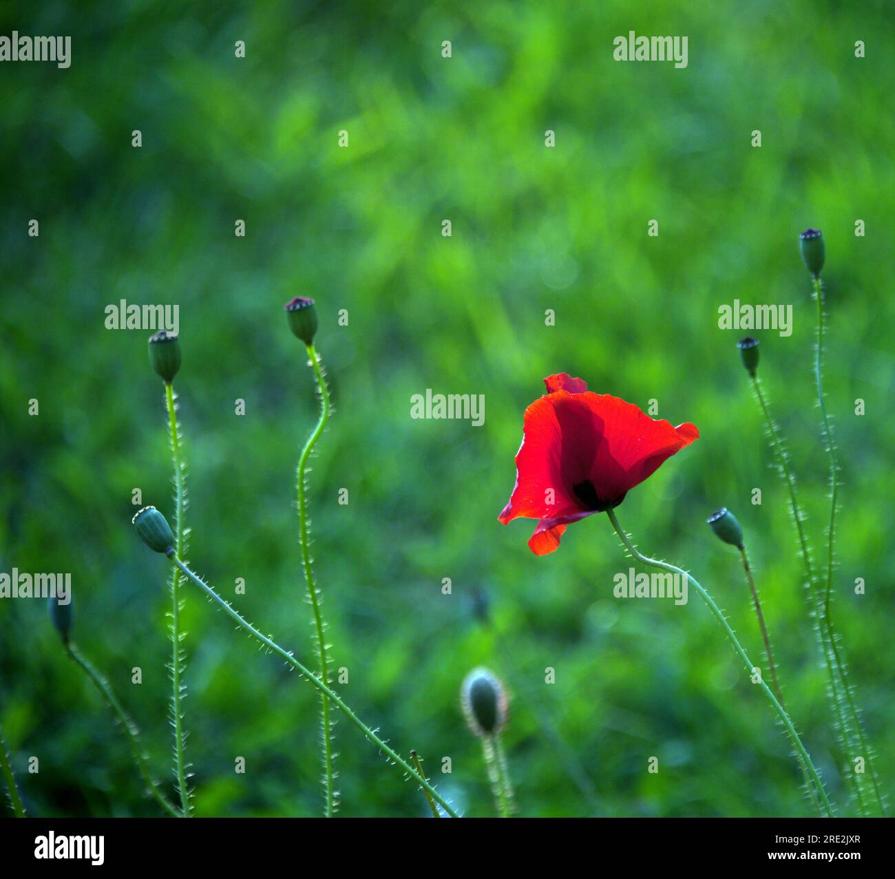 Manchester, Royaume-Uni. 24 juillet 2023. Coquelicot rouge illuminé par le soleil bas. Le soleil se couche pour donner un soleil de côté lumineux et une soirée rafraîchissante rafraîchissante. Prendre un Nikon D750 pour une promenade à Ardwick. Crédit : Terry Waller/Alamy Live News Banque D'Images