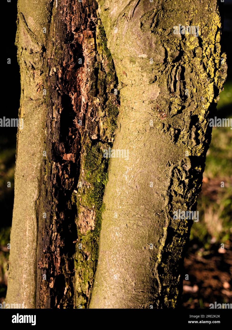 Manchester, Royaume-Uni. 24 juillet 2023. Le soleil se couche pour donner un soleil de côté lumineux sur un vieil arbre et une soirée rafraîchissante de refroidissement. Prendre un Nikon D750 pour une promenade à Ardwick. Crédit : Terry Waller/Alamy Live News Banque D'Images