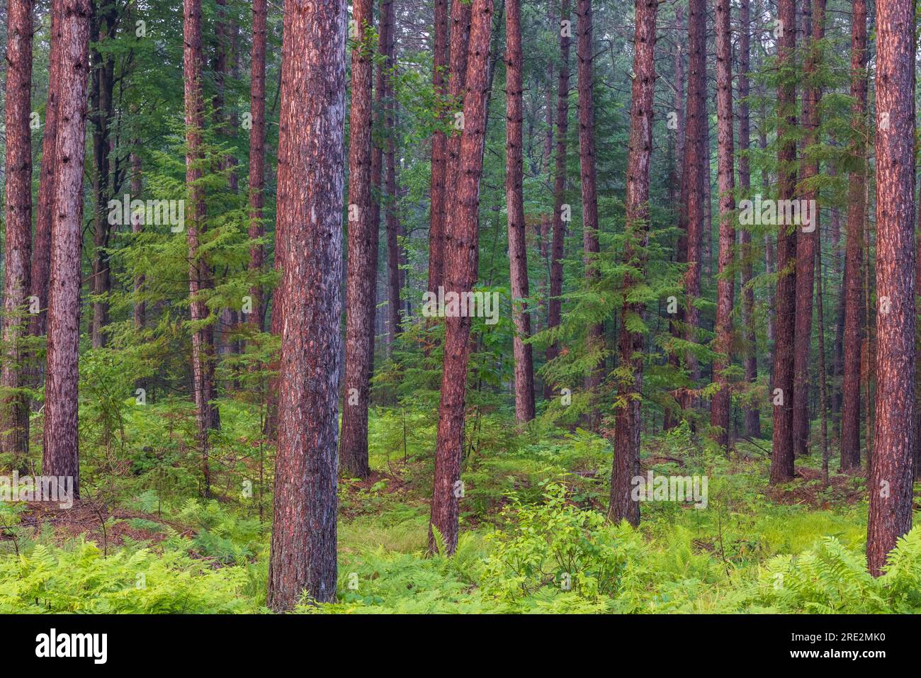 Une forêt de pins rouges imbibée de pluie à Clam Lake, Wisconsin. Banque D'Images