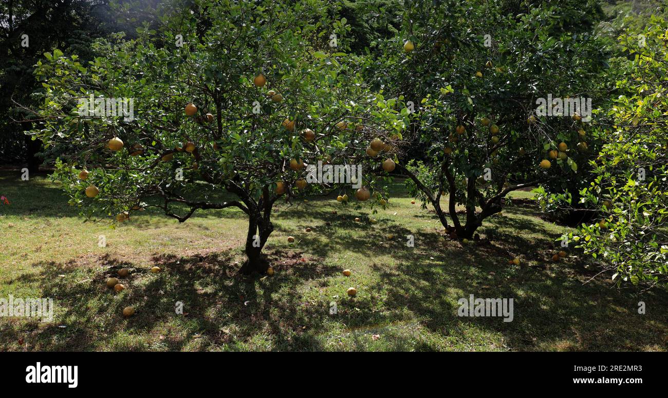 Un bosquet d'arbres Abiu, Pouteria caimito, avec de gros fruits jaunes mûrissant à l'automne à Lawai, Kauai, Hawaii, USA Banque D'Images