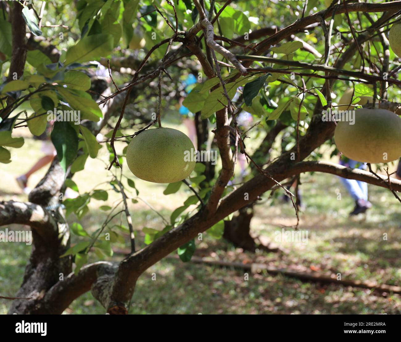 Un arbre Abiu, Pouteria caimito, avec de gros fruits jaunes mûrissant à l'automne à Lawai, Kauai, Hawaï, USA Banque D'Images