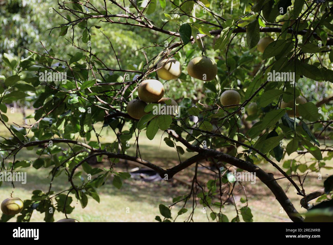 Un arbre Abiu, Pouteria caimito, avec de gros fruits jaunes mûrissant à l'automne à Lawai, Kauai, Hawaï, USA Banque D'Images