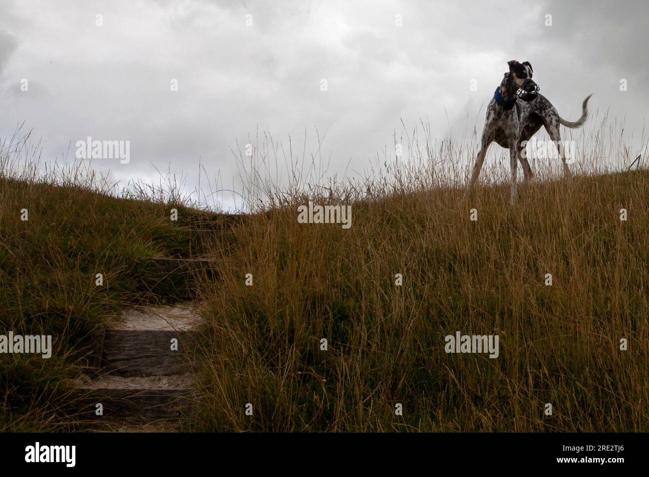 Un chien du Westbury ou Bratton White Horse, Whiltshire Banque D'Images