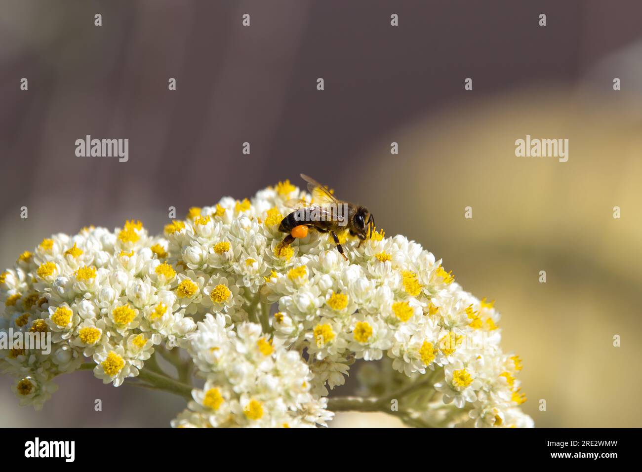 Abeille du Cap (Apis mellifera capensis) collectant le pollen sur les fleurs éternelles Banque D'Images