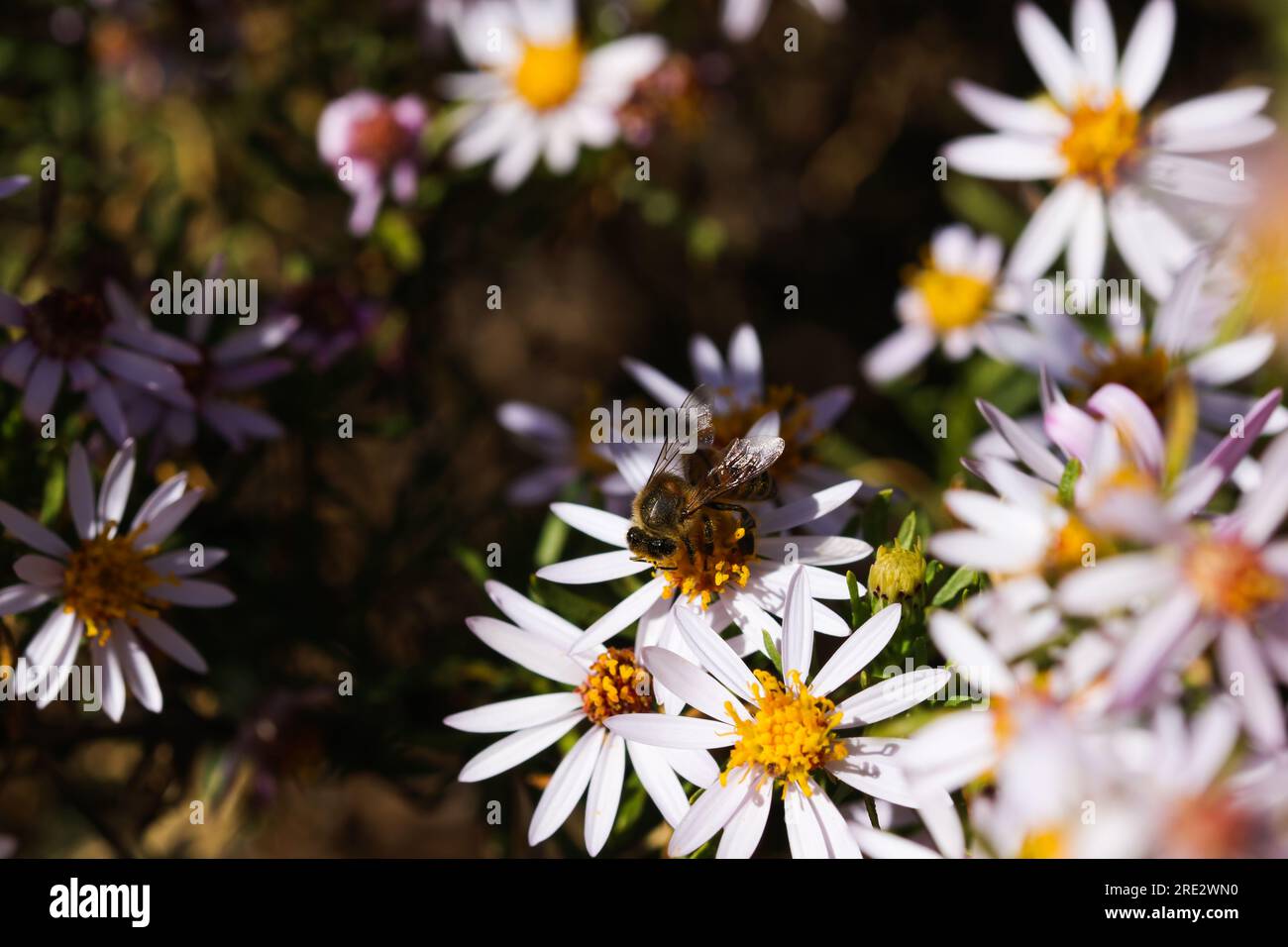 Récolte de pollen d'abeille africaine sur fleurs blanches (Apis mellifera scutellata) Banque D'Images