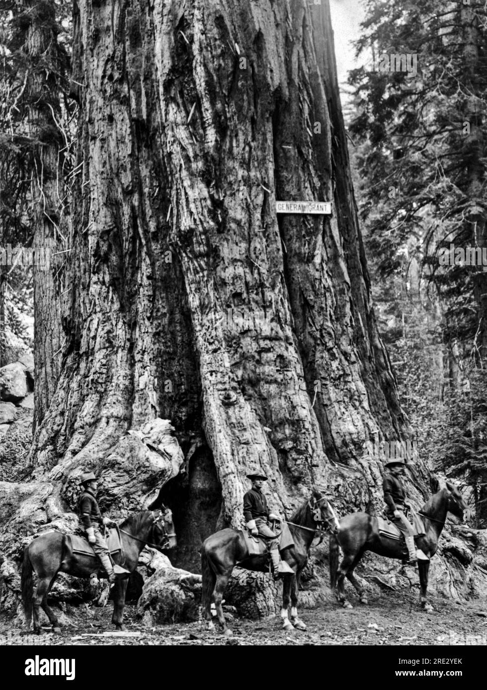 Parc national de Kings Canyon, Californie : c. 1912. Trois membres de la cavalerie de l'armée font une pause devant le général Grant Tree pour un portrait de leurs chevaux. Banque D'Images