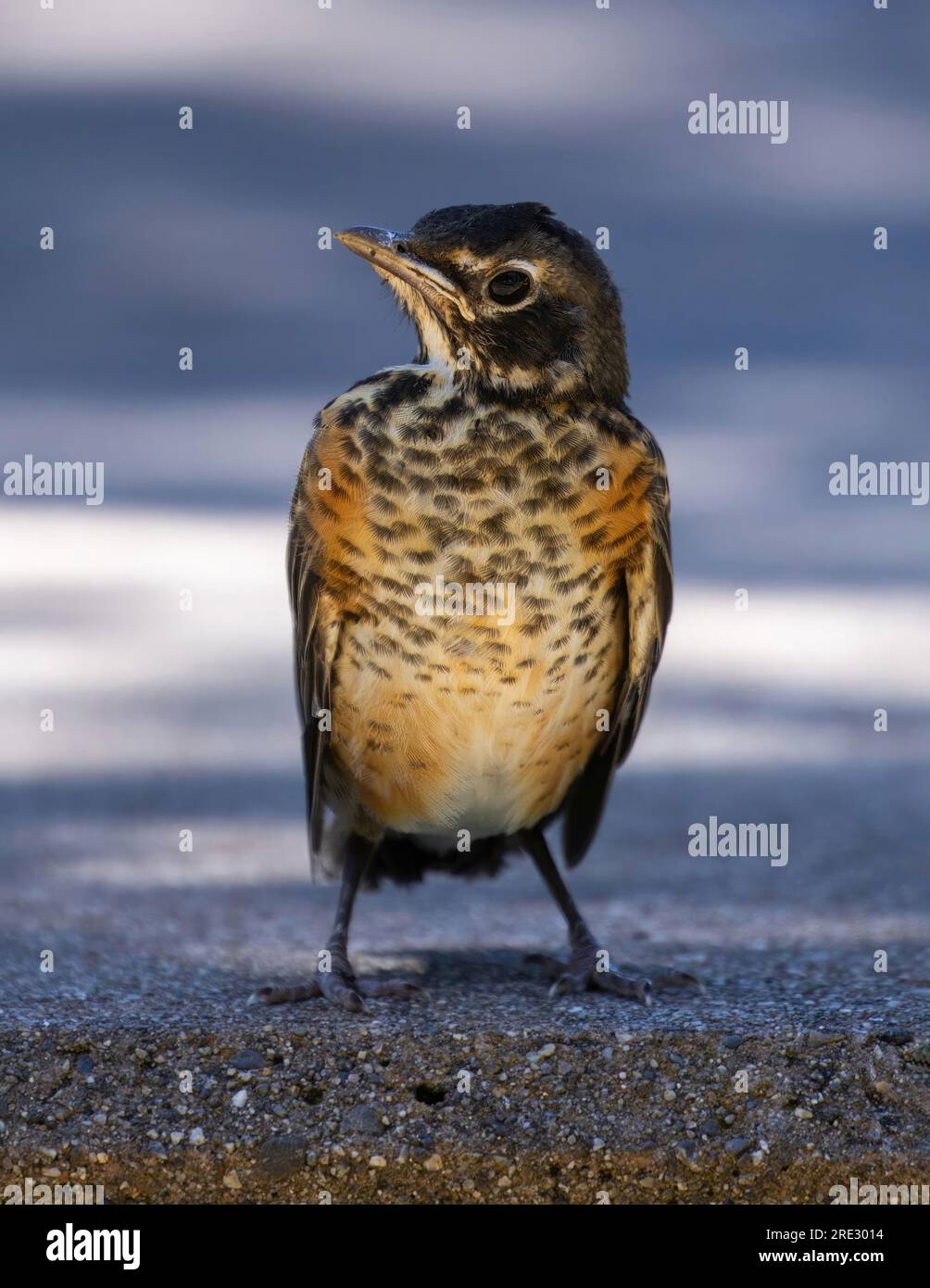 Robin américain naissant debout et regardant la caméra. Cuesta Park, comté de Santa Clara, Californie. Banque D'Images
