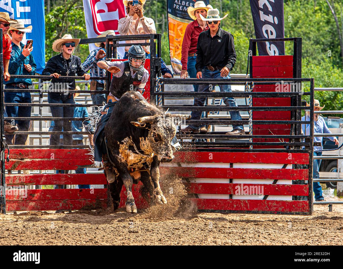 Rodéo du Canada. ERIN ONTARIO RAM RODEO - le 22-23 juillet à Erin, en Ontario, une compétition de rodéo a eu lieu. Cheval et taureaux. Slalom à cheval. Banque D'Images