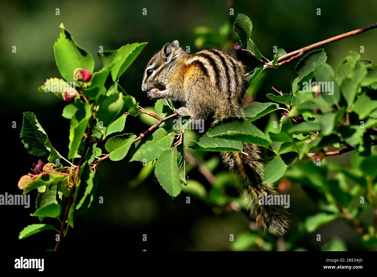 Une vue arrière d'un moins chipmunk, 'Eutamias minimus', se nourrissant sur une branche d'arbre pour quelques baies rouges savoureuses. Banque D'Images