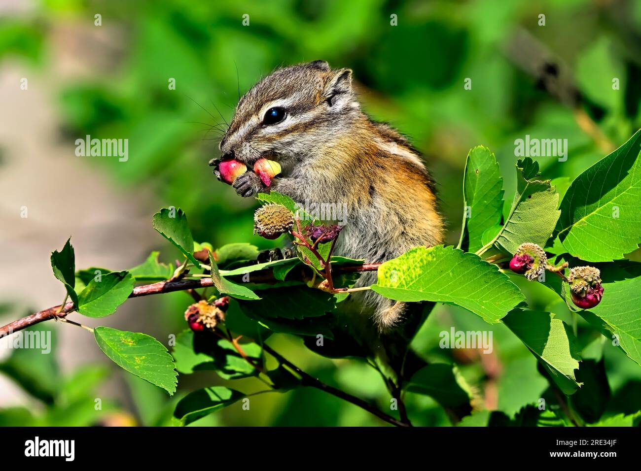Un moins chipmunk, 'Eutamias minimus', qui recherche sur une branche d'arbre quelques baies rouges savoureuses. Banque D'Images