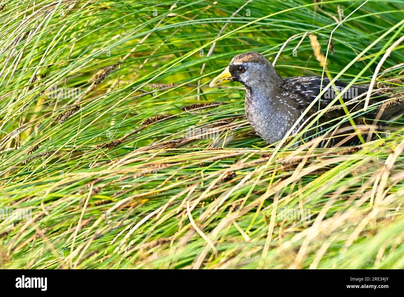 Un Sora sauvage insaisissable 'Porzana carolina', se nourrissant dans l'herbe profonde des marais dans son habitat marécageux Banque D'Images
