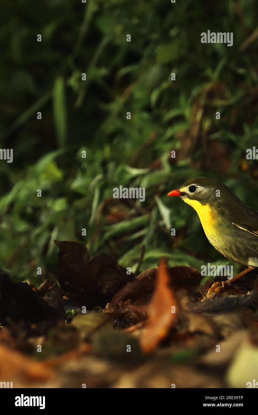 un beau leiothrix à bec rouge (leiothrix lutea) assis sur le terrain forestier. le beau petit oiseau se trouve dans la région des contreforts de l'himalaya Banque D'Images