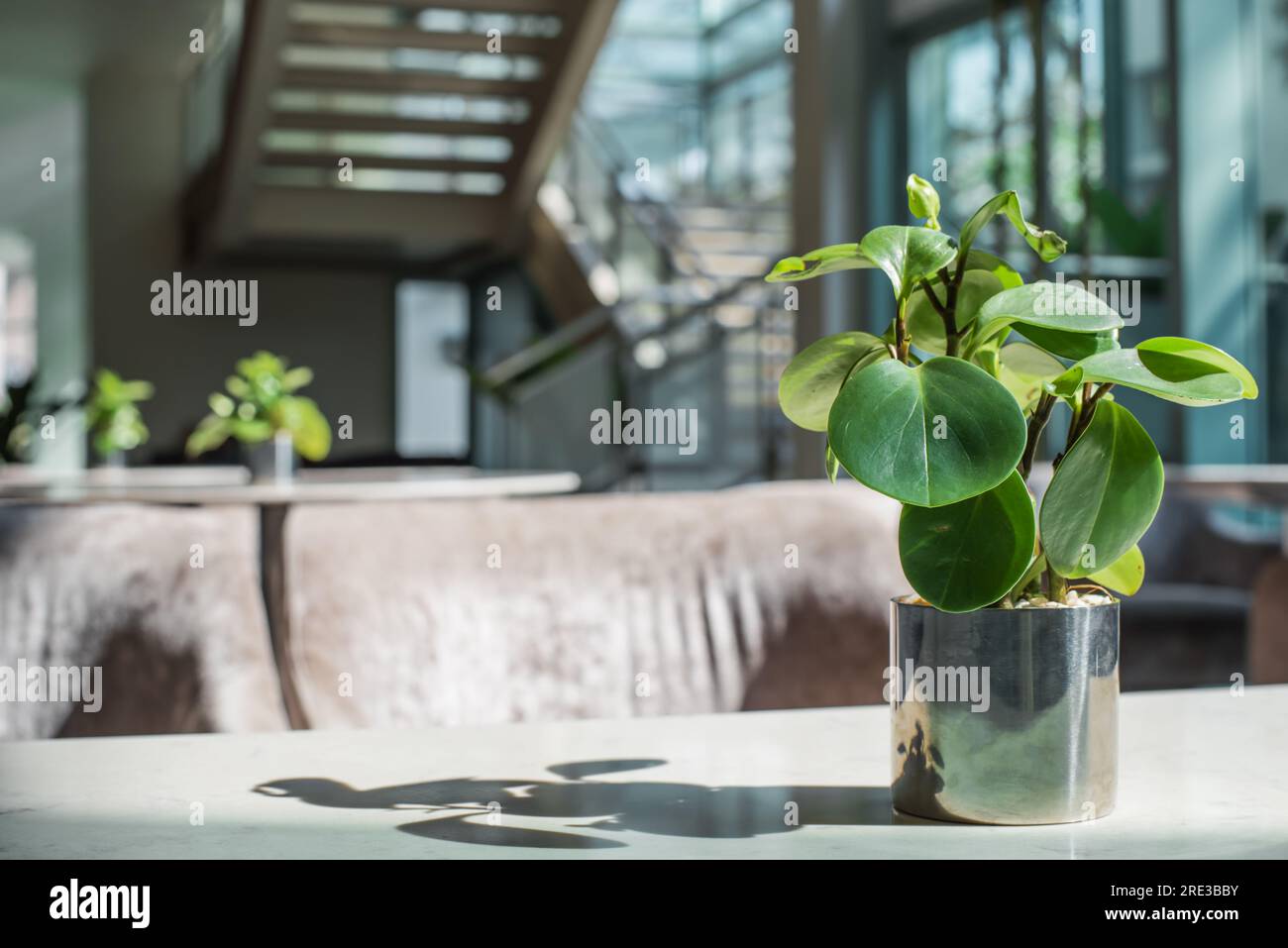 une plante de caoutchouc pour bébé est décorée dans le hall Banque D'Images