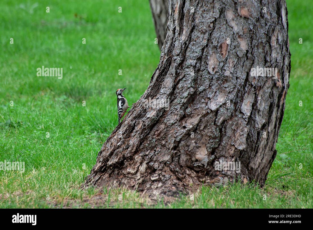 Petit pic-bois assis sur un tronc d'arbre. Un pic-bois obtient de la nourriture sur un grand arbre au printemps Banque D'Images
