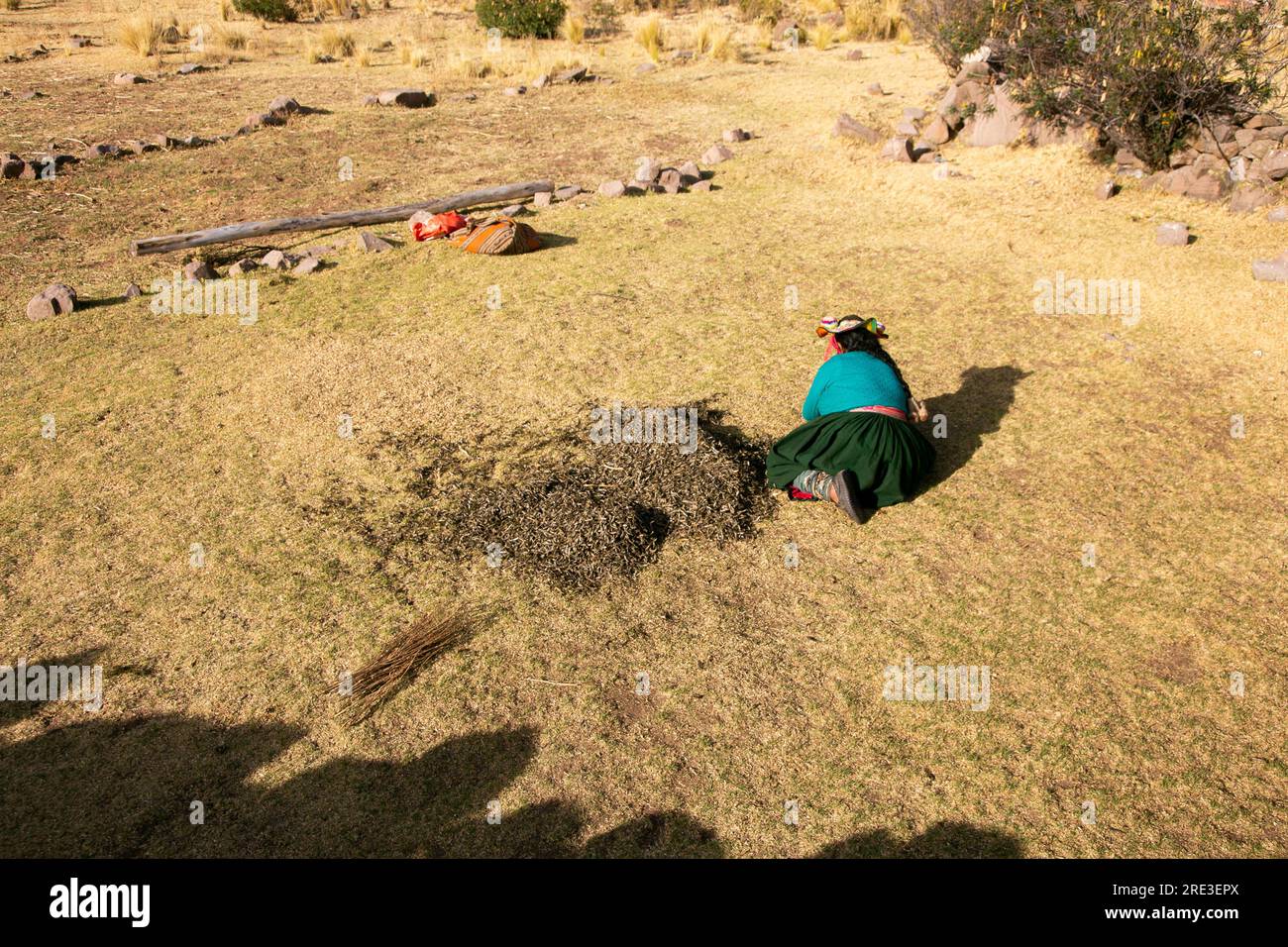 L'ISPI est un type de petit poisson typique du lac Titicaca, ils sont consommés entiers et frits. Banque D'Images