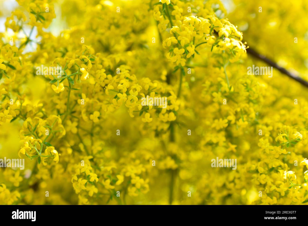 Fleurs jaunes de la paille du vrai Galium verum gros plan. Petites fleurs jaunes macro photo. Banque D'Images