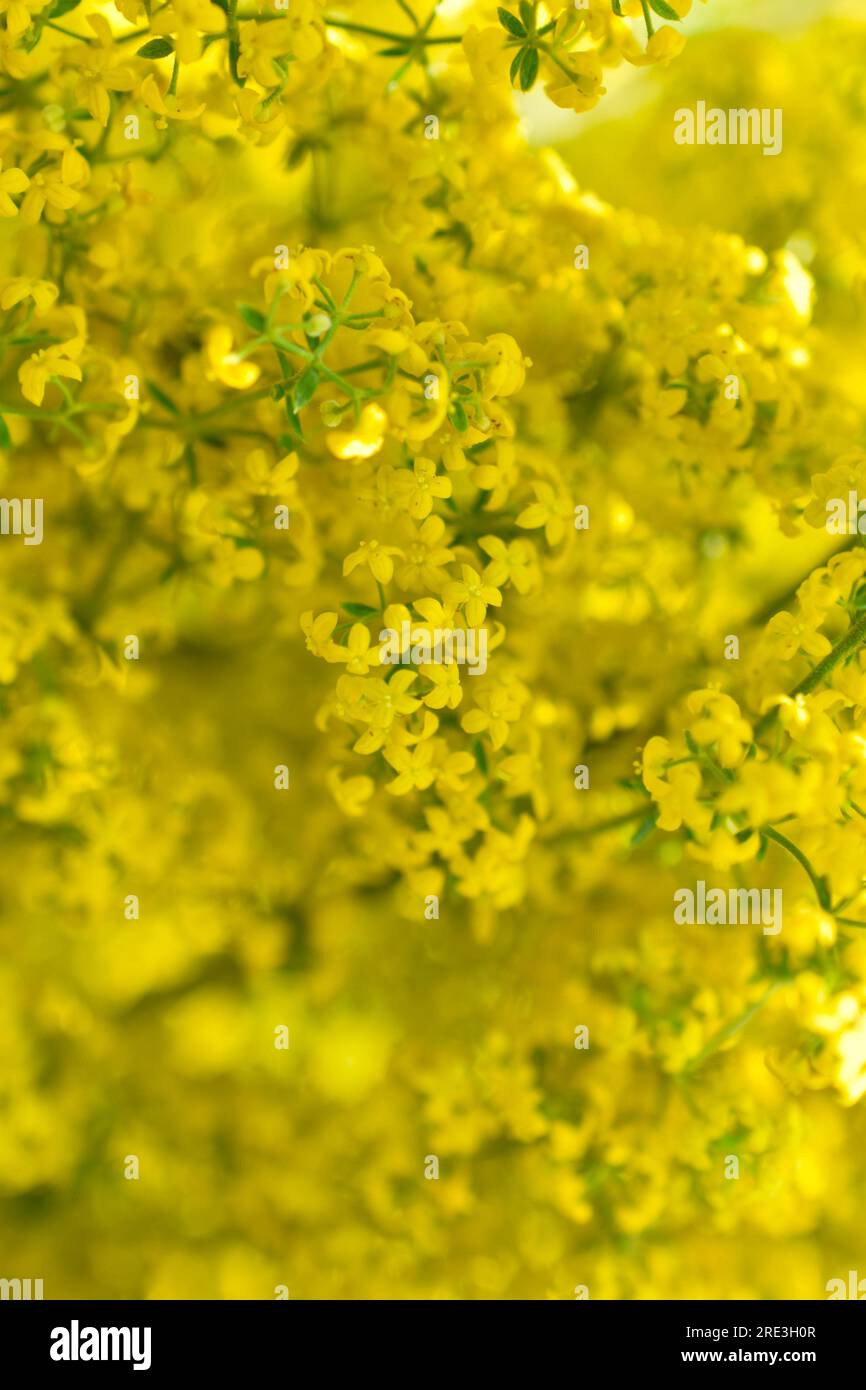 Fleurs jaunes de la paille du vrai Galium verum gros plan. Petites fleurs jaunes macro photo. Banque D'Images