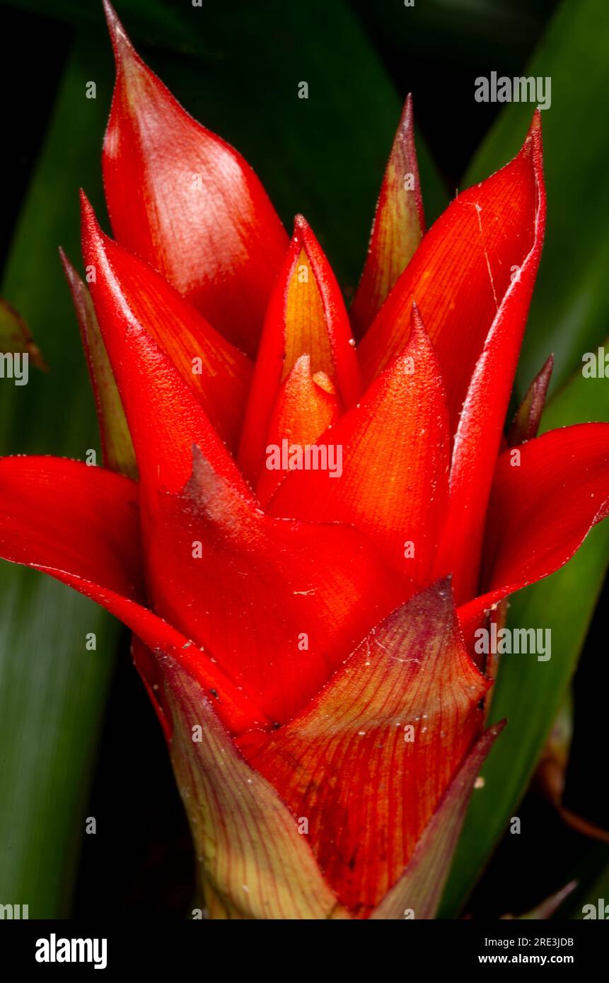 Guzmania, Broméliade, fleur, Broméliacées, Tillandsioideae, cultivé, Malanda, Australie. Banque D'Images