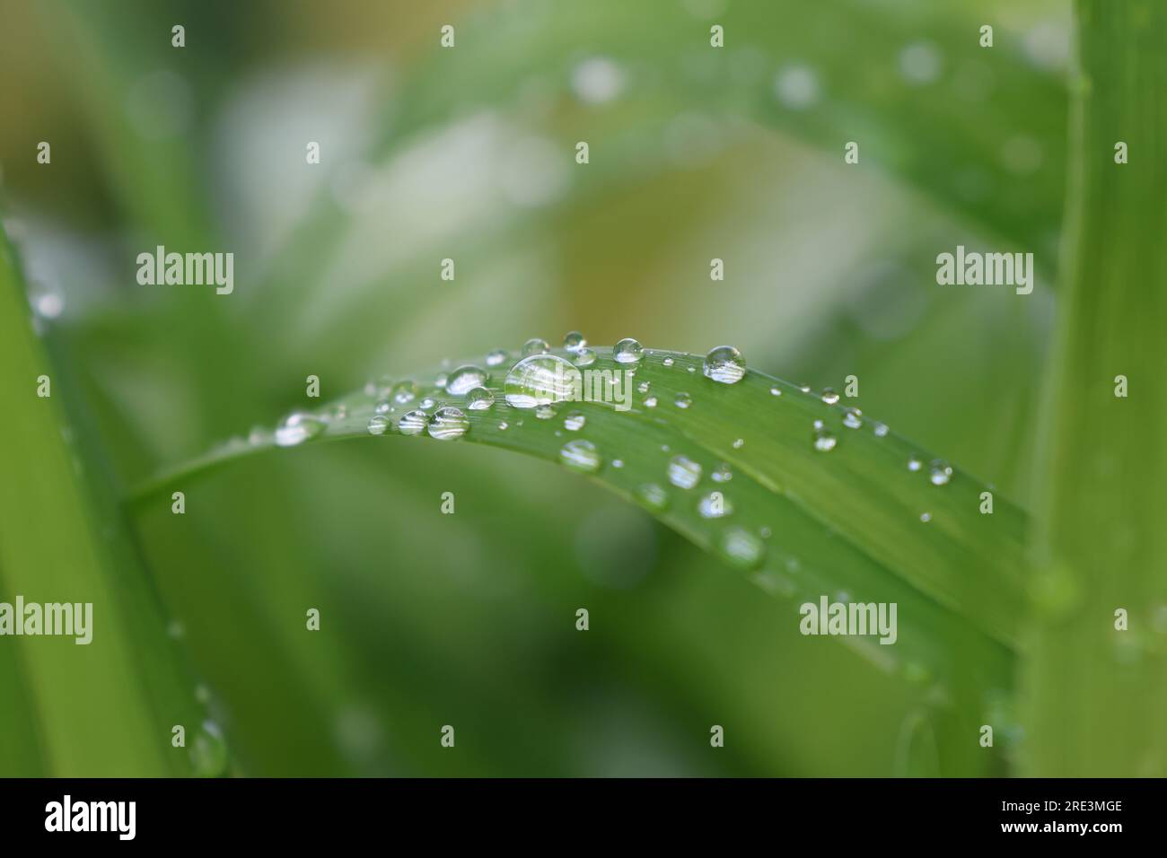 lame d'herbe avec gouttes de pluie et gouttes de rosée après une averse de pluie Banque D'Images